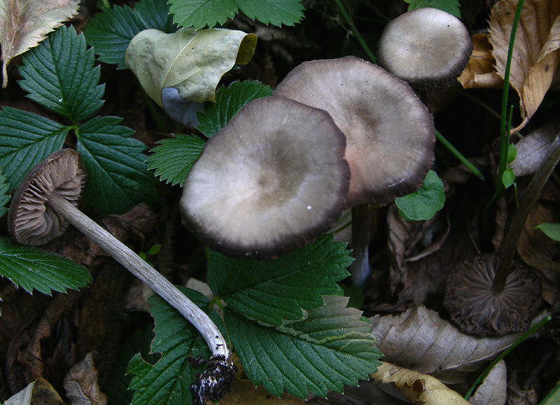 2 Entoloma sp.